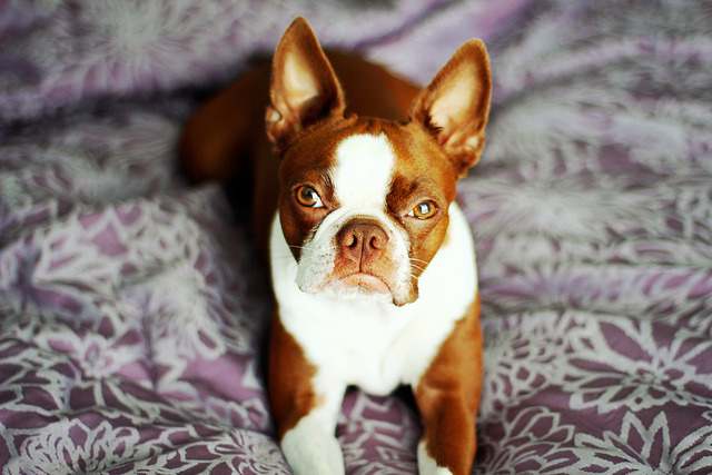 handsomedogs:  Boston Terrier Originating from Boston, MA (US), the Boston Terrier