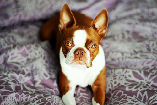 handsomedogs:  Boston Terrier Originating from Boston, MA (US), the Boston Terrier was bred from an English Bulldog and an English White Terrier. The English White Terrier, now extinct, was used in the 18th century to create other terriers such as the