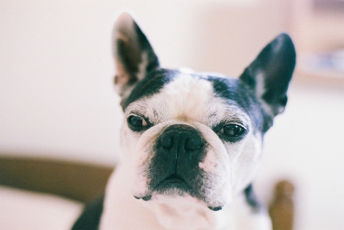 handsomedogs:  Boston Terrier Originating from Boston, MA (US), the Boston Terrier was bred from an English Bulldog and an English White Terrier. The English White Terrier, now extinct, was used in the 18th century to create other terriers such as the