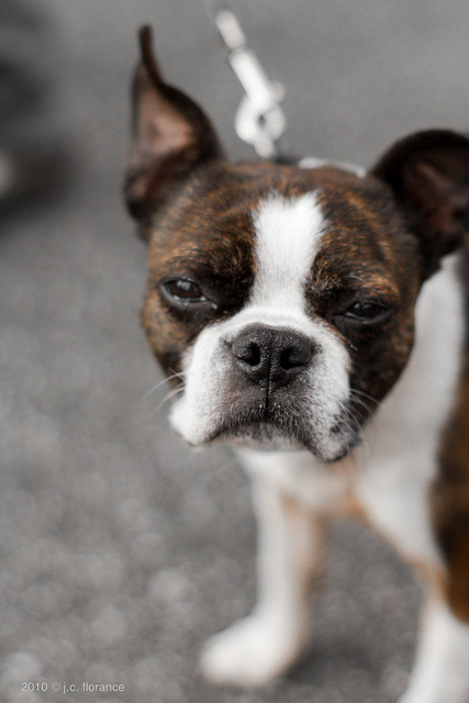 handsomedogs:  Boston Terrier Originating from Boston, MA (US), the Boston Terrier was bred from an English Bulldog and an English White Terrier. The English White Terrier, now extinct, was used in the 18th century to create other terriers such as the