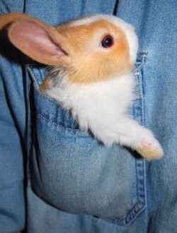 weneverdanced:  Pocket bunny. 