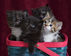 Sweet Little Kittens