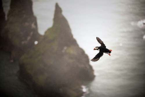 pinec0nez:Surviving Reynisdrangar by Andri Elfarsson on Flickr.