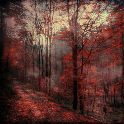 Artchipel:  Dirk Wuestenhagen | Dyrk.wyst - Red Forest 