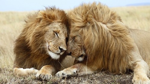 willow-wanderings:  katnisstiel:  faewynnlunaise:  asgardreid:  captainseverusblackheart:  ugh guys Why is this so adorable Gay lions, guys It’s a gay pride.  Reblogging for adorable, also that awful, horrible pun.  Fun, but also true fact for the day.