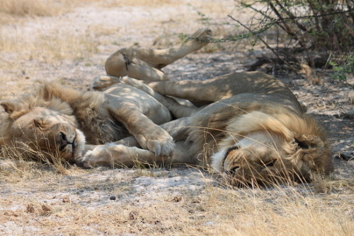 willow-wanderings:  katnisstiel:  faewynnlunaise:  asgardreid:  captainseverusblackheart:  ugh guys Why is this so adorable Gay lions, guys It’s a gay pride.  Reblogging for adorable, also that awful, horrible pun.  Fun, but also true fact for the day.