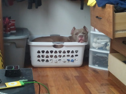 vonstervdub:  This is what my mornings consist of. Wake up, find my 75 pound pitbull in my tiny laundry basket, chill outside, and then cuddle. #perfectday  I can&rsquo;t handle this omg.