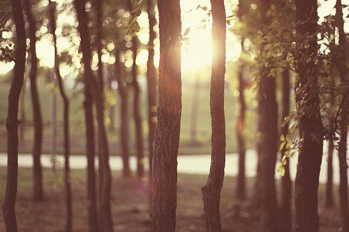 Sweet Escape