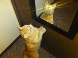 mooseinmytardis:  yourdarlinglittlesammy:  I just tried to take a picture with my phone to show my buddy how my cat has become completely enamored with the new mirror on the back of my bedroom door, and instead I seemed to have inadvertently caught a