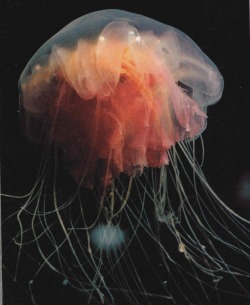 nationalgeographicscans:  Lion’s mane jellyfish,