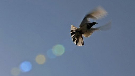 Pigeon riddle flies in face of science
Scientists worldwide are still baffled by how homing pigeons navigate.