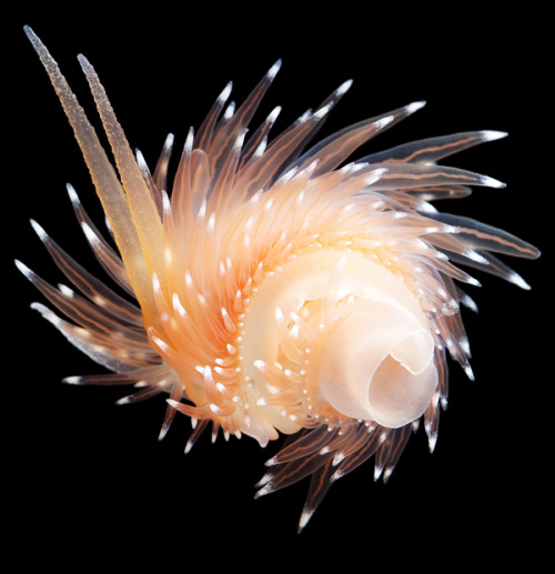 roachpatrol: abluegirl: The White Sea Bestiary by Alexander Semenov: Many marine species can’t