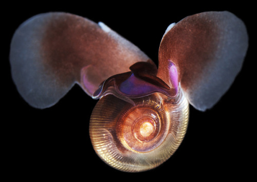 roachpatrol: abluegirl: The White Sea Bestiary by Alexander Semenov: Many marine species can’t