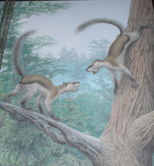 Plesiadapis Mounted specimen on display at the American Museum of Natural History, NYC Reconstructio