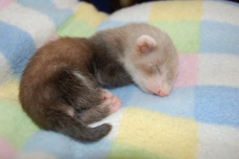 Porn photo funnywildlife:  One day old baby ferret!!