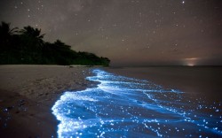 inothernews:  BRIGHT-ON BEACH  Glowing bioluminescent plankton in the tide line washes up onto a beach on Vaadhoo Island, Raa Atoll, Maldives, with stars above and a ship’s lights on the horizon.  (Photo: Doug Perrine / Barcroft Media via The Telegraph)