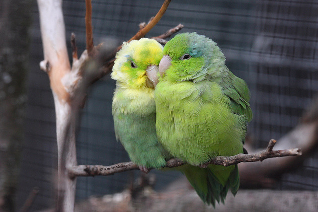 fat-birds:  Blaugenicksperlingspapageien (Wilhelma) by  Cameron_hf on Flickr.   quienes