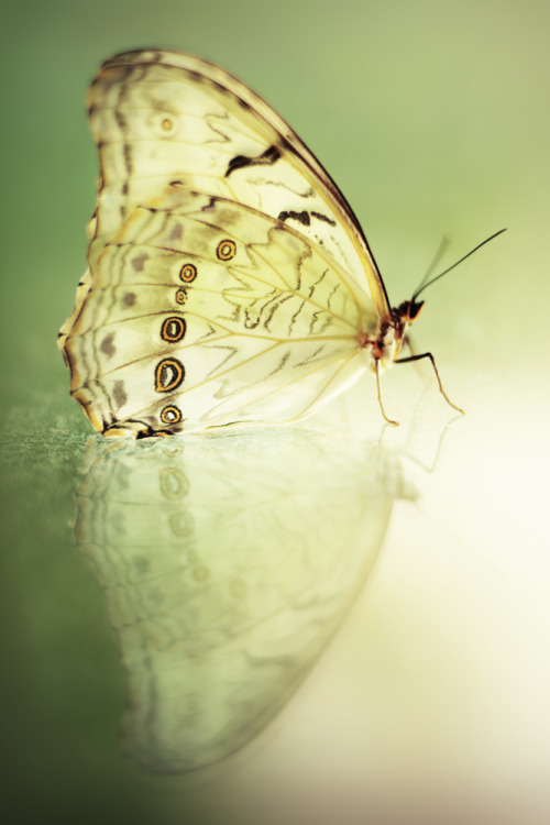 serenitysgarden:  Lumiere by *NestR