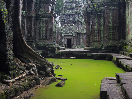 The beauty and mystical ambience of Ta Prohm, Angkor, Cambodia (by Peter Nijenhuis).