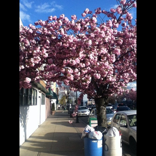 You can still be beautiful even next to trash #trees #beauty #Clifton #trash  (Taken