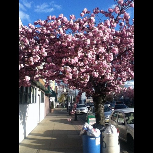 You can still be beautiful even next to trash #trees #beauty #Clifton #trash  (Taken with instagram)