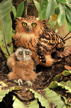 fat-birds:  Punggok / Buffy Fish Owl by razifmasri