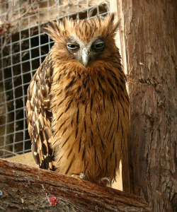 fat-birds:  Buffy Fish Owl by  ColGould on