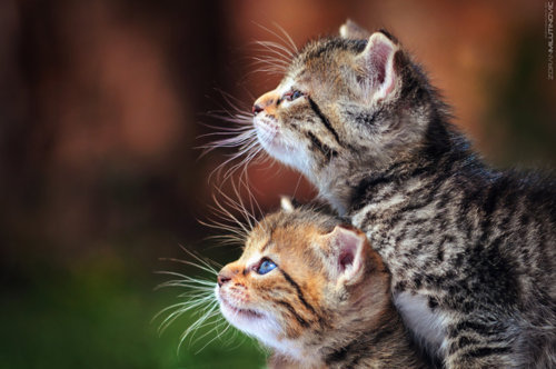 Sweet Little Kittens