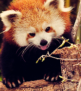 joe-keery-deactivated20201201:  things that make me happy. → red pandas 