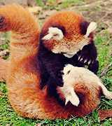 joe-keery-deactivated20201201:  things that make me happy. → red pandas 