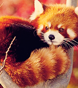 joe-keery-deactivated20201201:  things that make me happy. → red pandas 