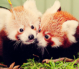 joe-keery-deactivated20201201:  things that make me happy. → red pandas 