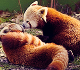 joe-keery-deactivated20201201:  things that make me happy. → red pandas 
