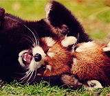 joe-keery-deactivated20201201:  things that make me happy. → red pandas 
