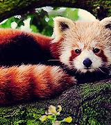 joe-keery-deactivated20201201:  things that make me happy. → red pandas 