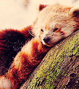 joe-keery-deactivated20201201:  things that make me happy. → red pandas 
