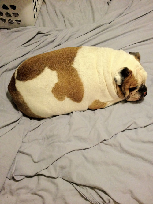 It’s a goddamn bulldog egg holy shit.