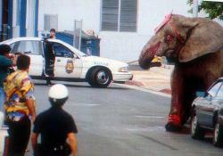 cochinagrind:  This was Tyke, in 1994 he killed his trainer to escape he was shot 86 times by the police. It took two hours for him to die.   :’( poor elephant  Tony Jaa!!! Where are you!! 