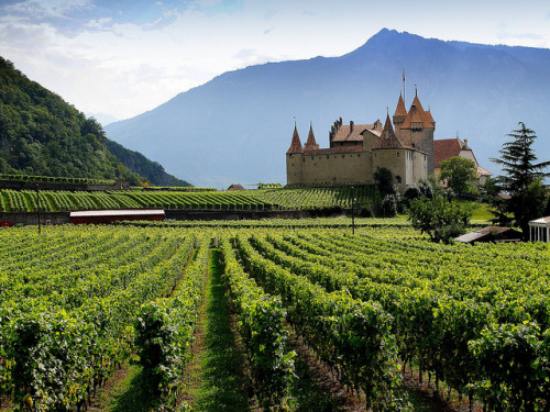 A medieval jewel in the middle of the vineyards, Chateau d'Aigle, Vaud -Switzerland (by mujepa).