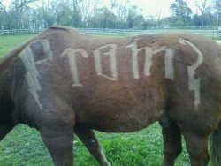 harem-pants:  somebody in my school literally asked someone to prom by shaving it into his horse with the harry potter font 