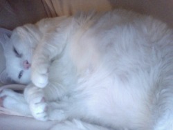 cozed:  fat cat is fat and fluffy and probably