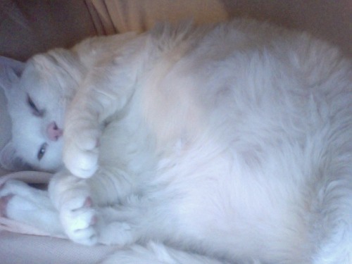 cozed:  fat cat is fat and fluffy and probably a good pillow 