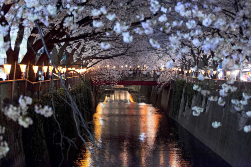 Just posted 50+ pretty pictures of nighttime cherry blossom viewing along the river in Nakameguro, T