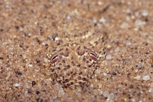 Can you spot the Peringuey’s viper? Check out more amazing animal camouflage photos.