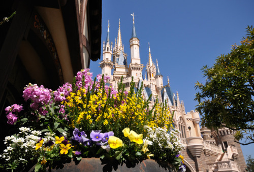 fuckyeahtokyodisneyresort-b-blog: Cinderella’s Castle, Tokyo Disneyland.