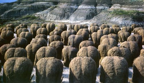 Porn photo modernart1945-1980:  Magdalena Abakanowicz.