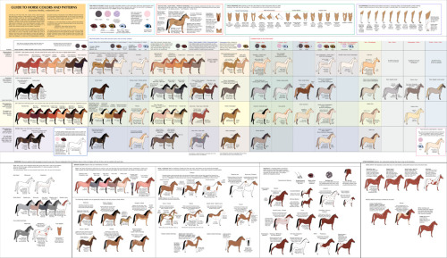 t0xicgarbageisland:animationtidbits:Guide to Drawing Horses &amp; Birds - Cedarseedthis may be usefu