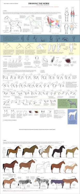 t0xicgarbageisland:animationtidbits:Guide to Drawing Horses &amp; Birds - Cedarseedthis may be usefu