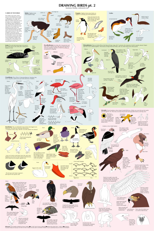 t0xicgarbageisland:animationtidbits:Guide to Drawing Horses &amp; Birds - Cedarseedthis may be usefu