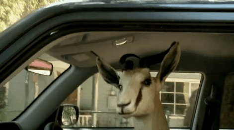I want a gazelle in my car